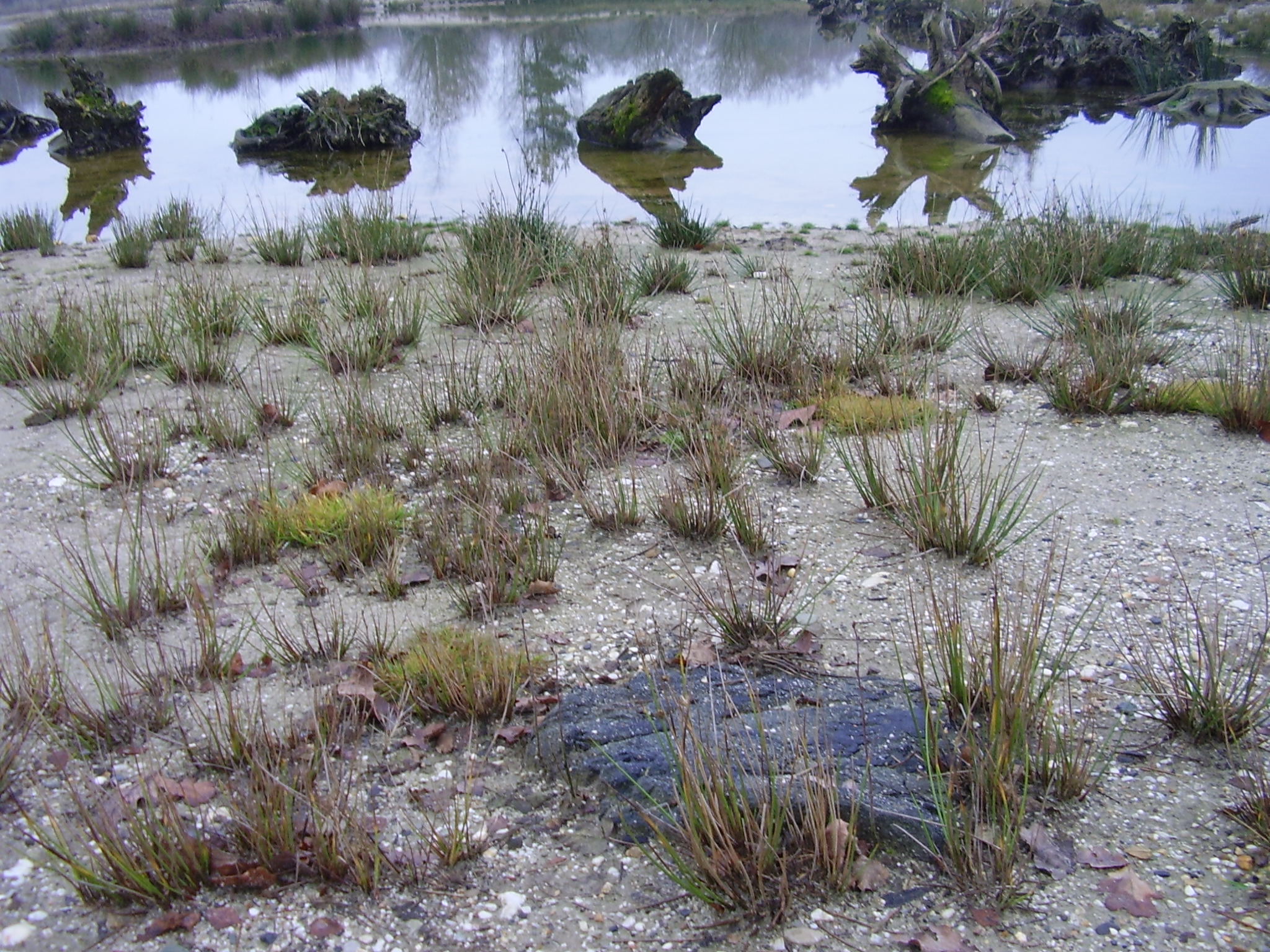 Dorperheide Arcen Venlo Limburgs Landschap 3